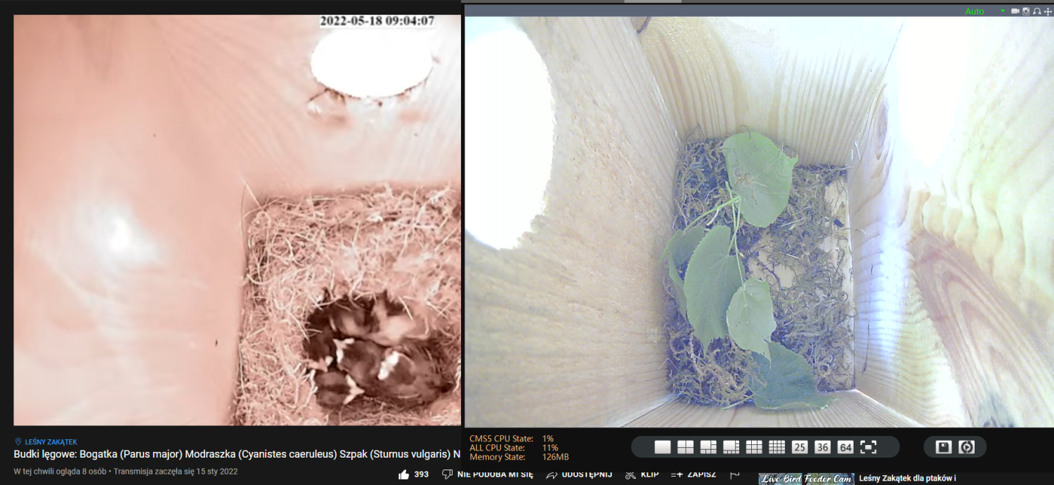 livebirdspoland_a95d2de09975323bc50a39708db519a9.png