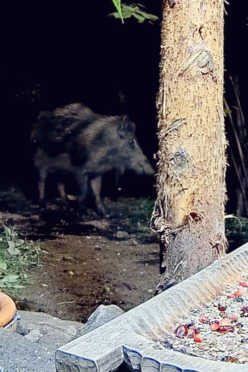 livebirdspoland_6e8e82a23504ec6dd411ec13fbcd549e.jpg