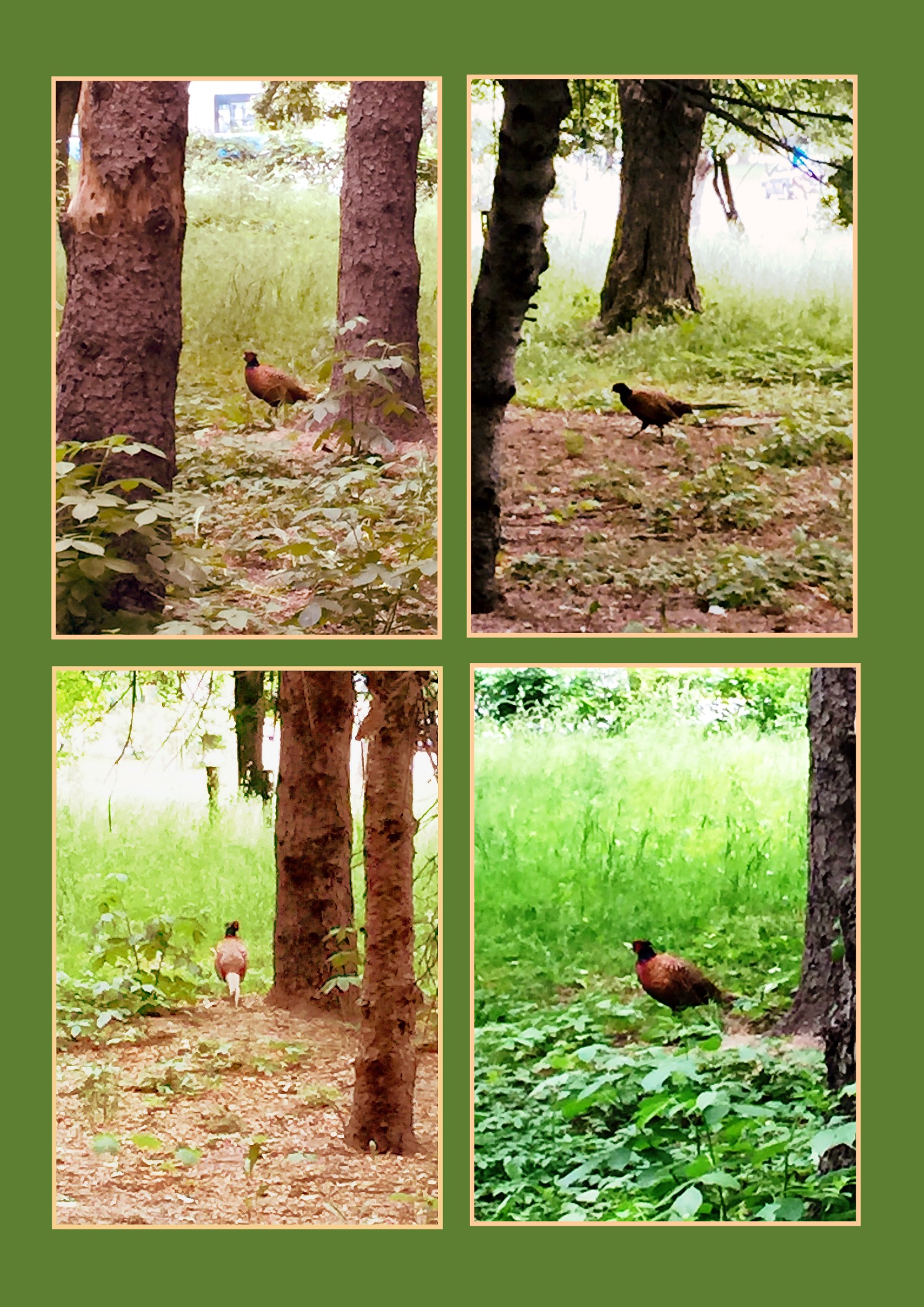 livebirdspoland_fdb6ac7d84d463295132debe78bdd93b.jpg