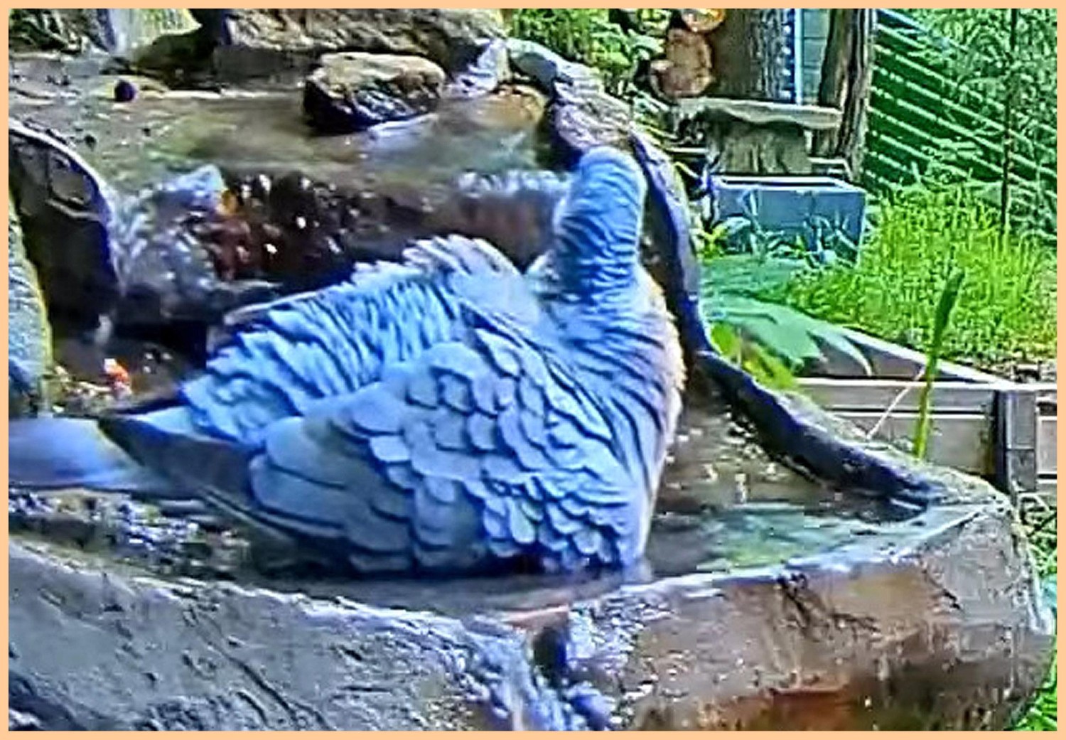 livebirdspoland_215de44ad9dad51ea58efe355dee0624 (1).jpg