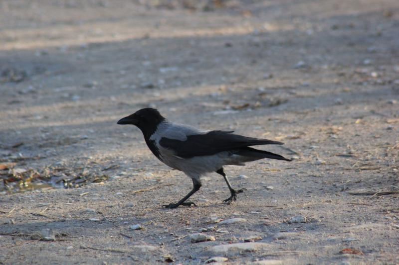 livebirdspoland_d3a8a404efa5872ea01423a5532acf28.png