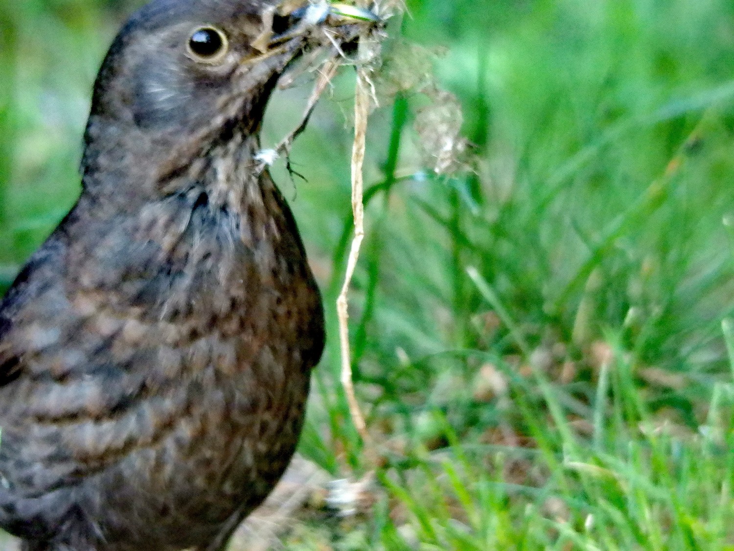 livebirdspoland_ac9fa7170b706bcdd950f9bf8150ed39.jpg