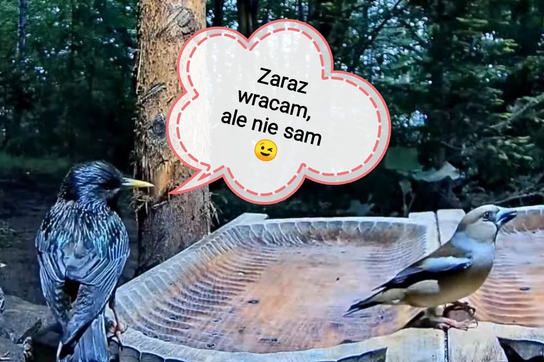 livebirdspoland_f90c95d89b749d81d87a625507cc4968.jpg