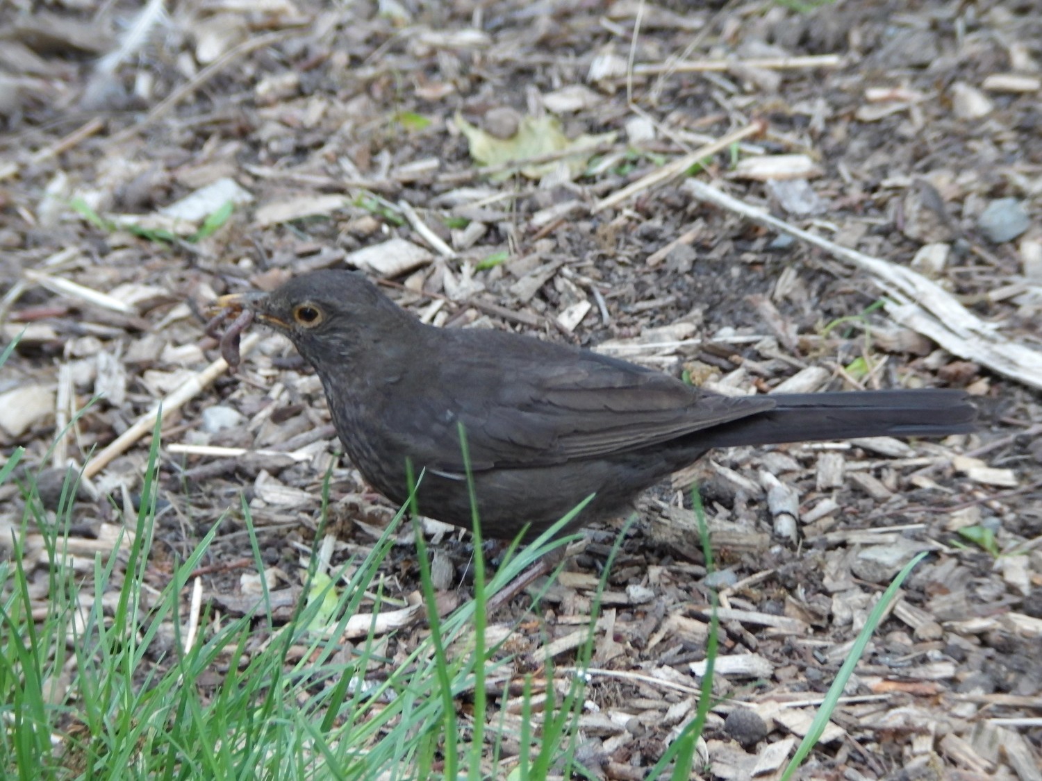 livebirdspoland_f77c417b9992a20551e1b3d4dea7b693.jpg