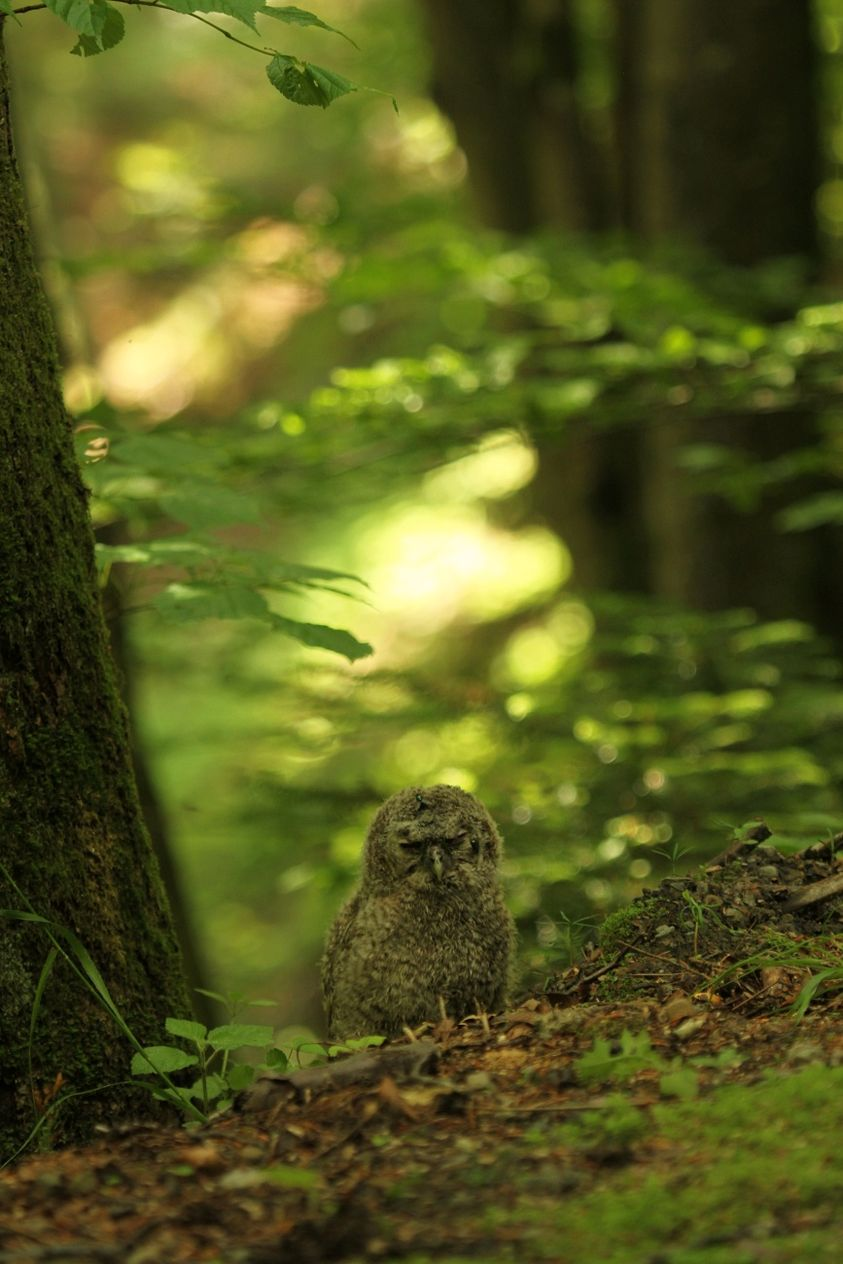 livebirdspoland_a7fae2f0ea5a66b7858df5e6fb250fff.png