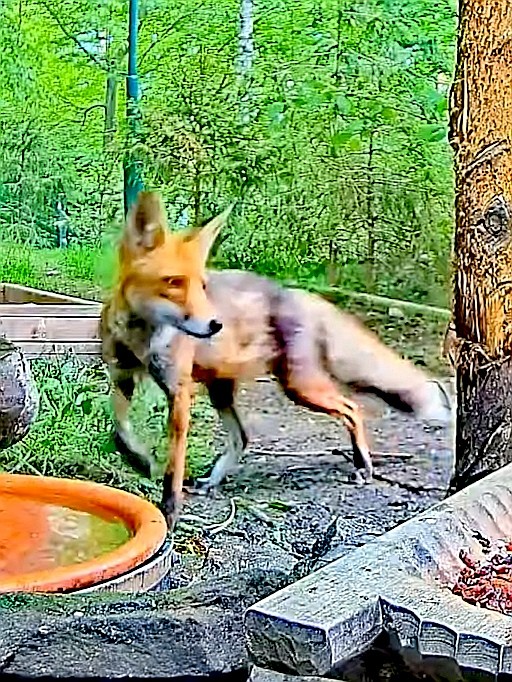 livebirdspoland_e1e5aaf028c40fdfdf1cc7b1801fc278.jpg