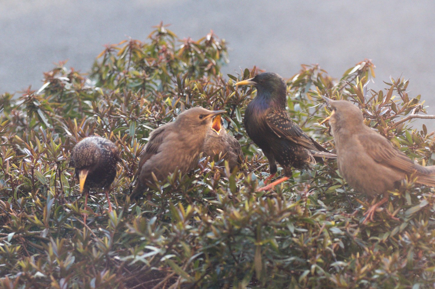 livebirdspoland_2b18f2fc3e7e2395df7feeb4924f5caa.jpg