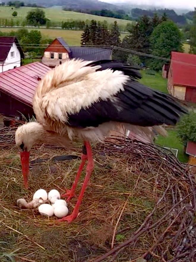 livebirdspoland_63d9f0fa5af9a638dcfaf008b5e80a78.jpg
