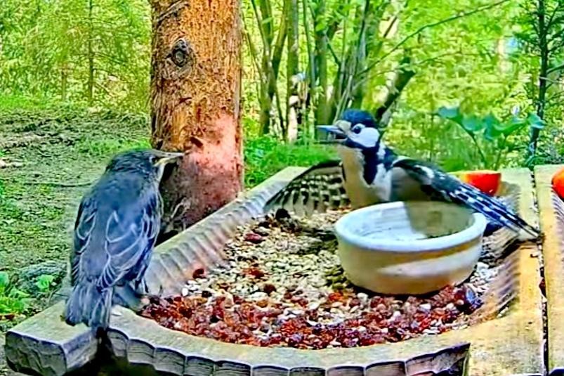 livebirdspoland_de1c9833c60311ffeb885cef60d557ad.jpg