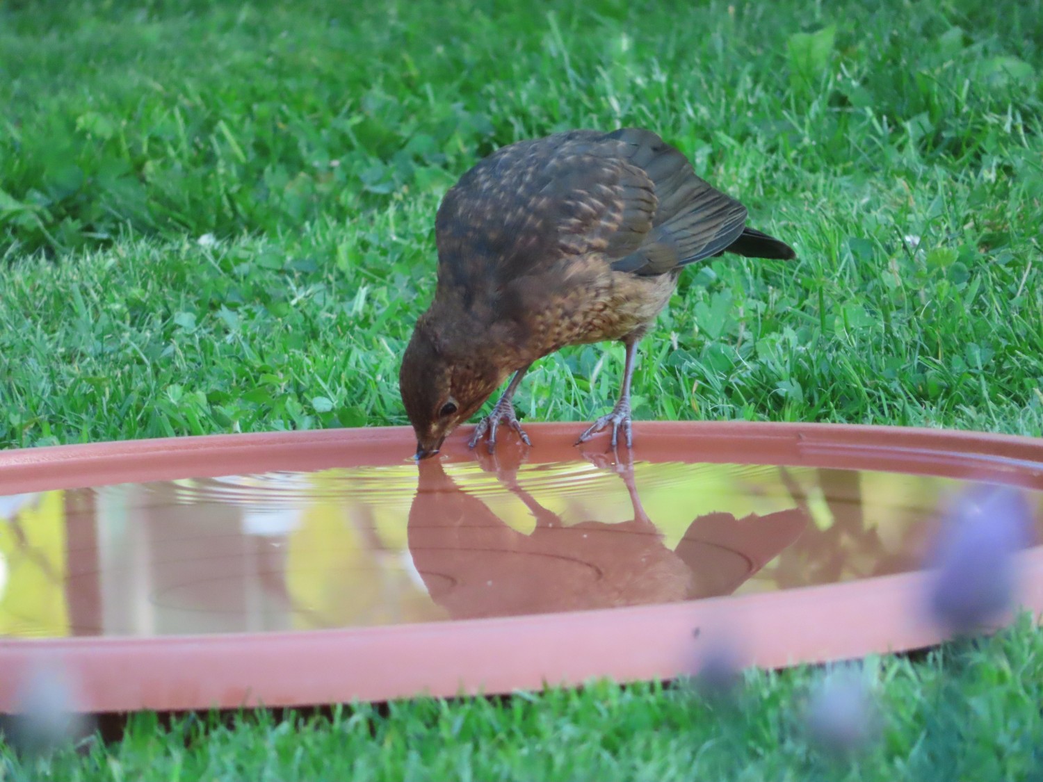livebirdspoland_7c2f8912b5f611632db2de3b5bc3b1f2.jpg