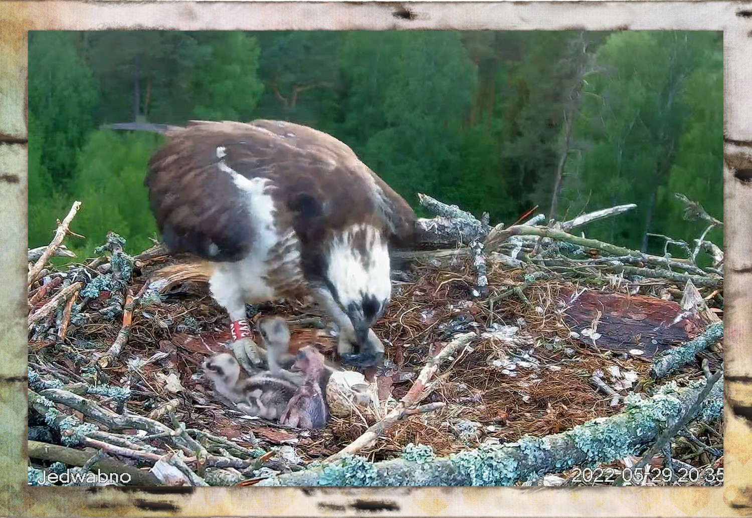 livebirdspoland_ea82680c994a5a0087d690ec33e869ac.jpg
