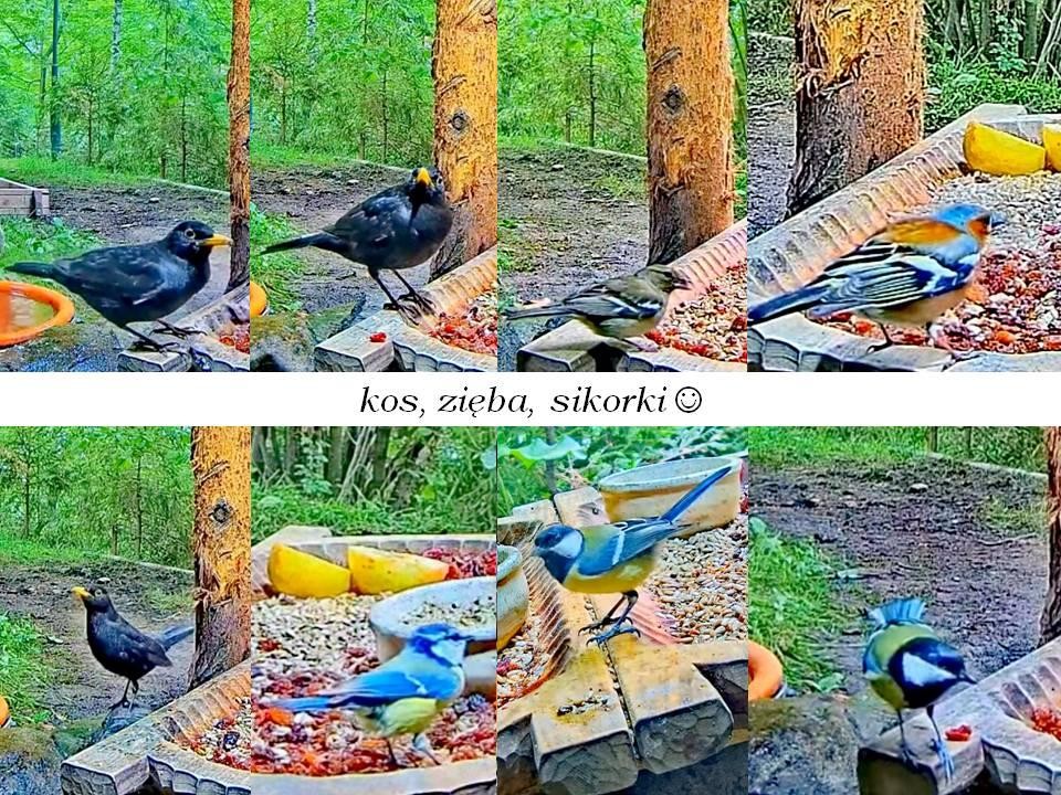 livebirdspoland_e5c6f6e7d59fb71330e7b103f5dd73ac.jpg