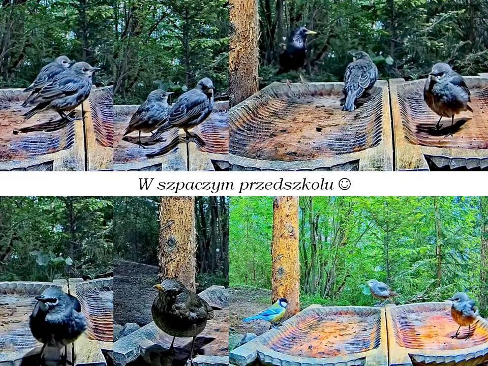 livebirdspoland_1c829c6c2d00f44b6f2e9d1fd1cf87e7.jpg