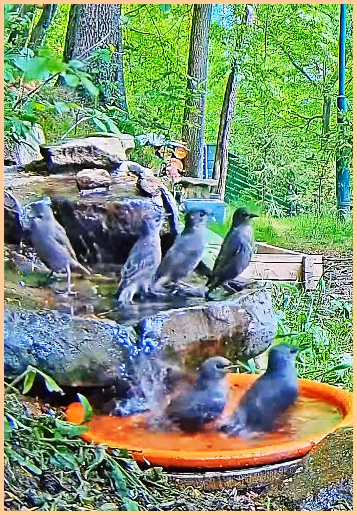 livebirdspoland_d79f05364428f94b8103a68c36cc4818.jpg