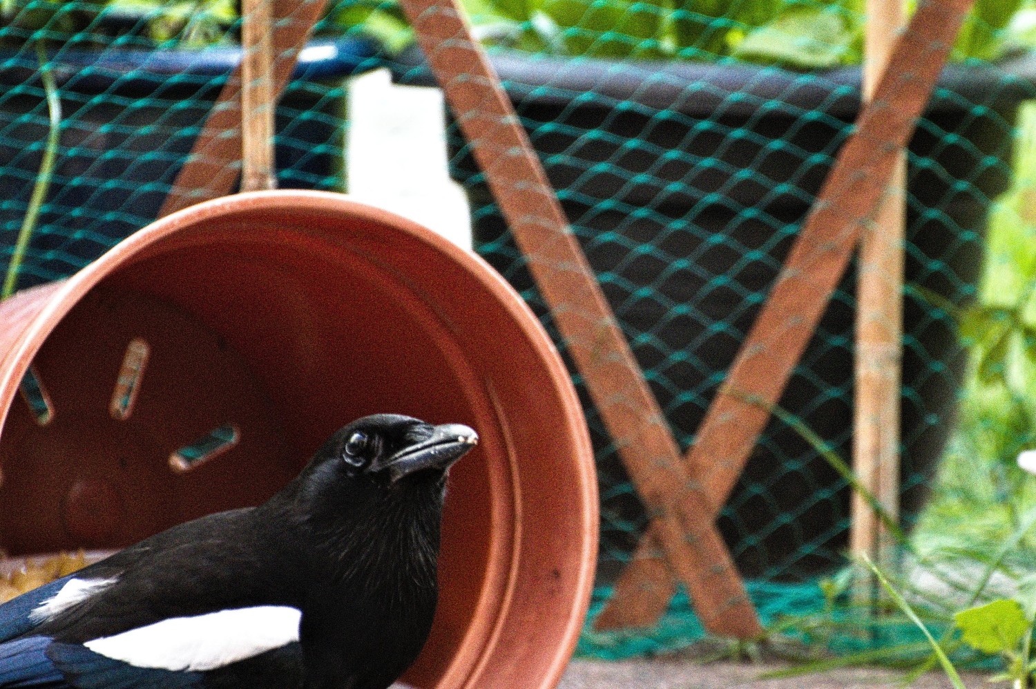 livebirdspoland_4579147076feab66ffa7725fea4b93d2.jpg