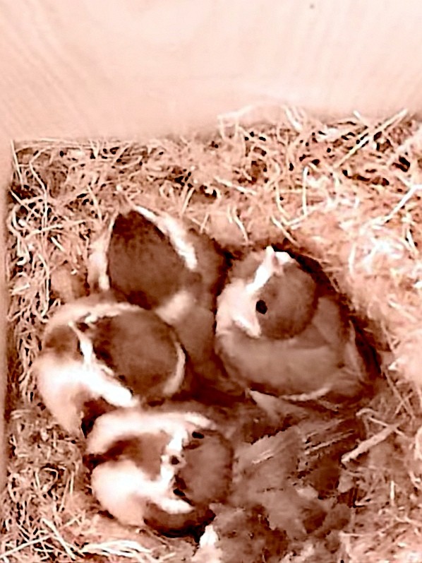 livebirdspoland_41edc4b8bfed5a3ea6c2d2dcbf280f43.jpg