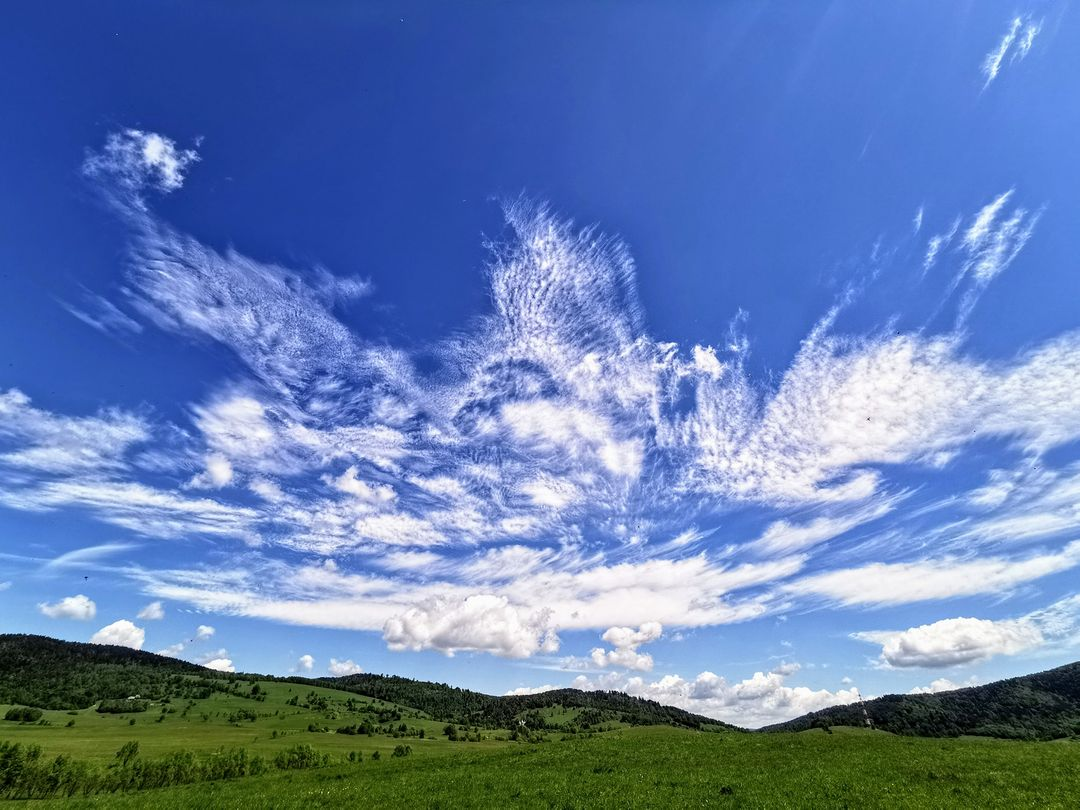 livebirdspoland_666cbad5614e9a2956e03885637d4fd1.png