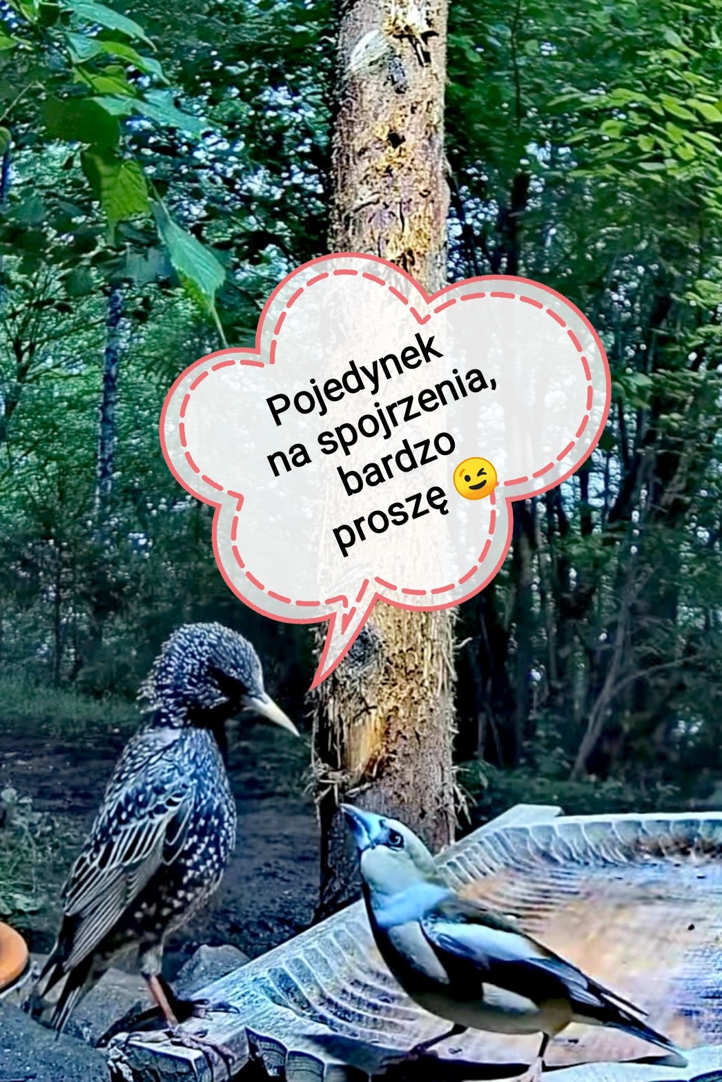 livebirdspoland_63eb9946cd36809e603b789001283056.jpg