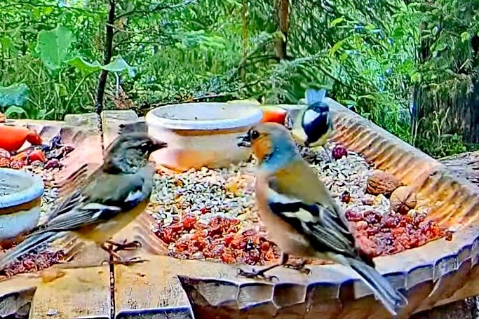 livebirdspoland_64336d7d5953eafb633a0b76623eb93a.jpg