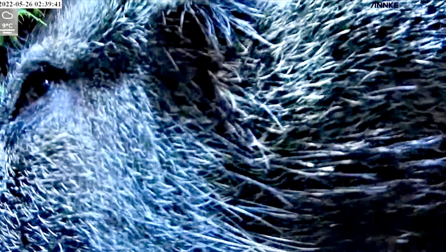 livebirdspoland_a9c134b331fabfea589f3230ee64199c.jpg