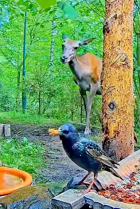 livebirdspoland_e423d912e4c00cf9404881c4a19285b1.jpg
