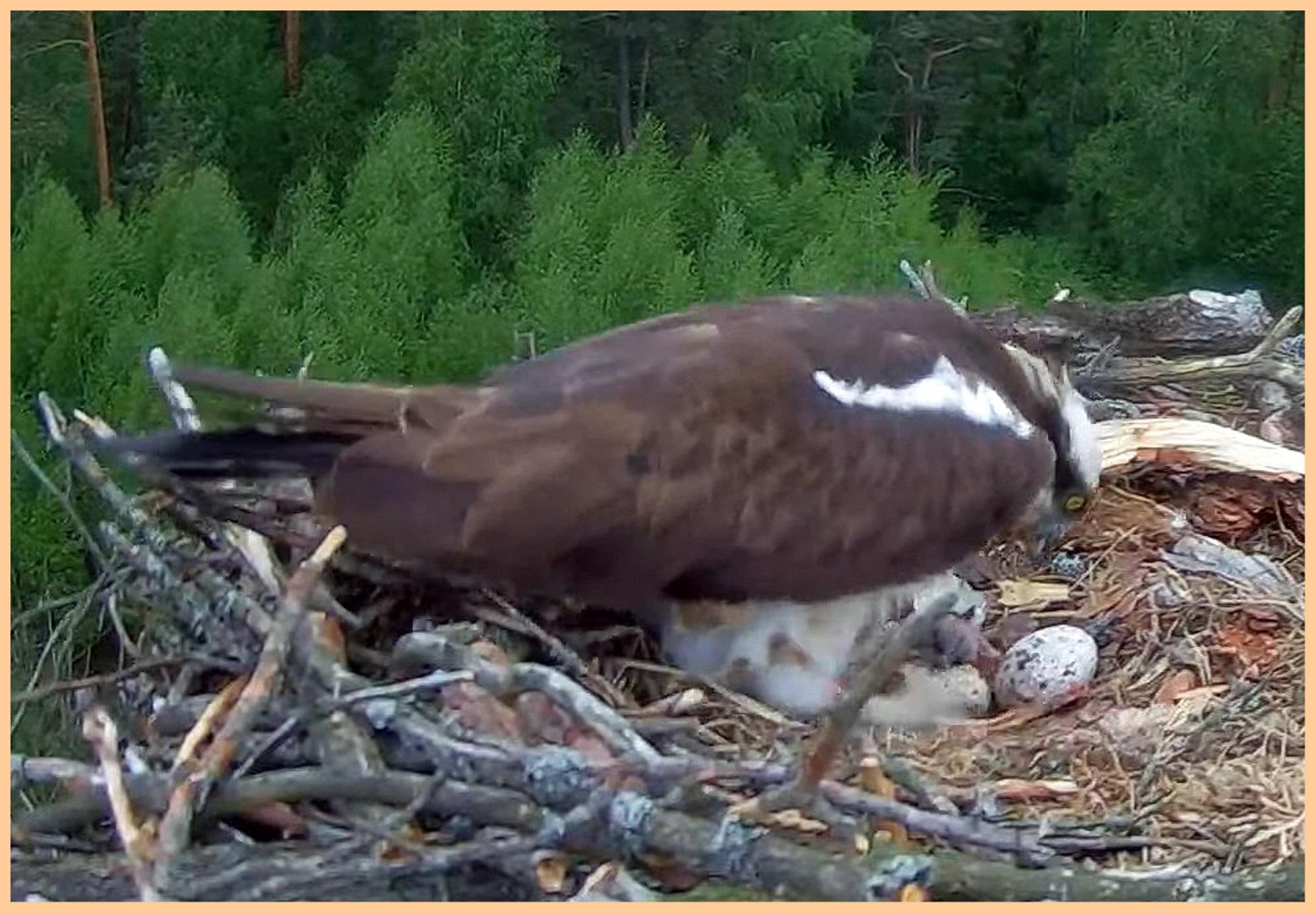 livebirdspoland_681990f0c8eaf4ec0d83981da01e0fb8.jpg