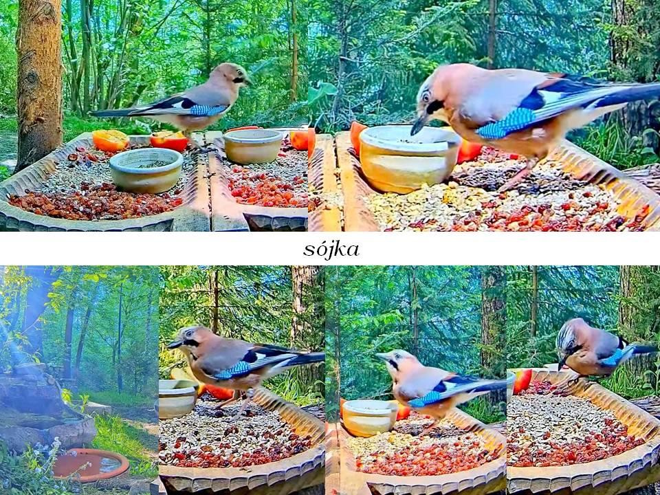 livebirdspoland_7a72ca2d7152a8d1f17c18a54b064bc9.jpg