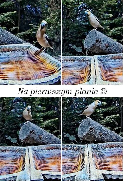 livebirdspoland_4531c8c0fedb4d907d94c9fccc1218ff.jpg