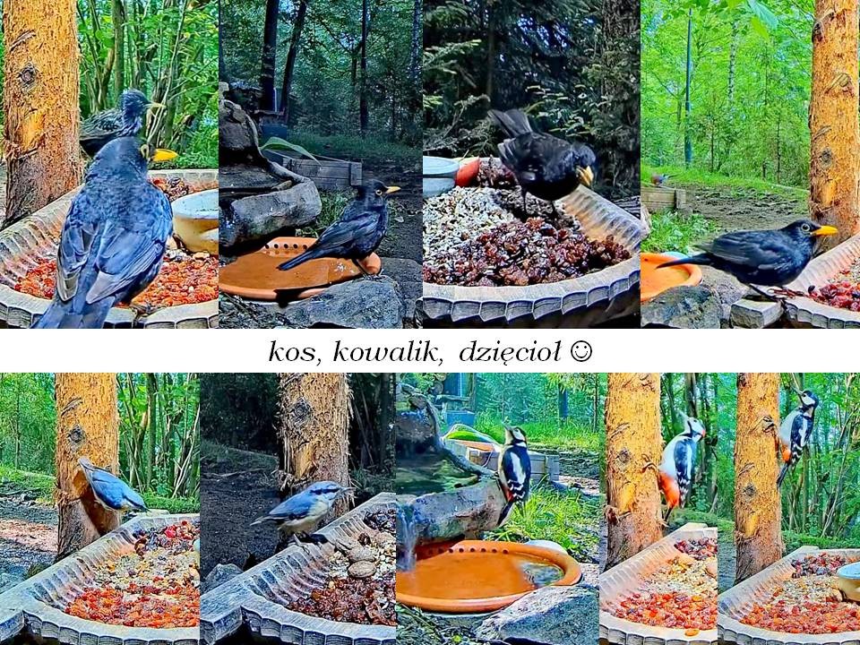 livebirdspoland_aafd1104eb6b385286b8d40e295c6d7d.jpg