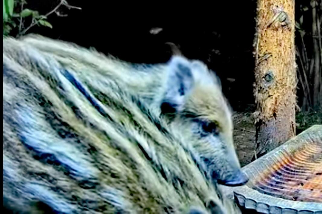 livebirdspoland_25d1d715454688c229f693aeb5c0914d.jpg