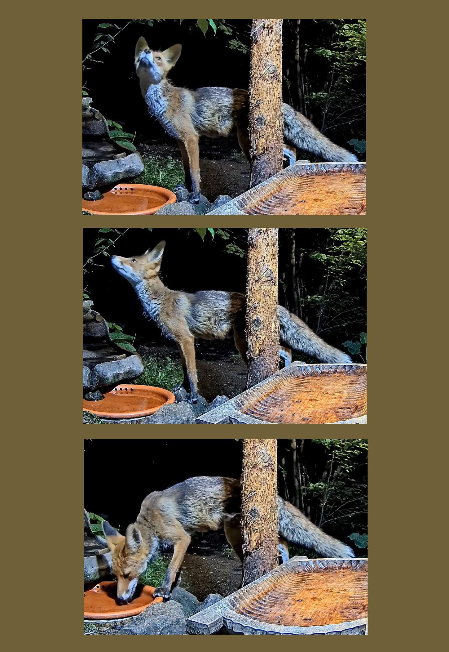 livebirdspoland_2bdc9a1c85e7d30c9b8e42fc47262bd9.jpg