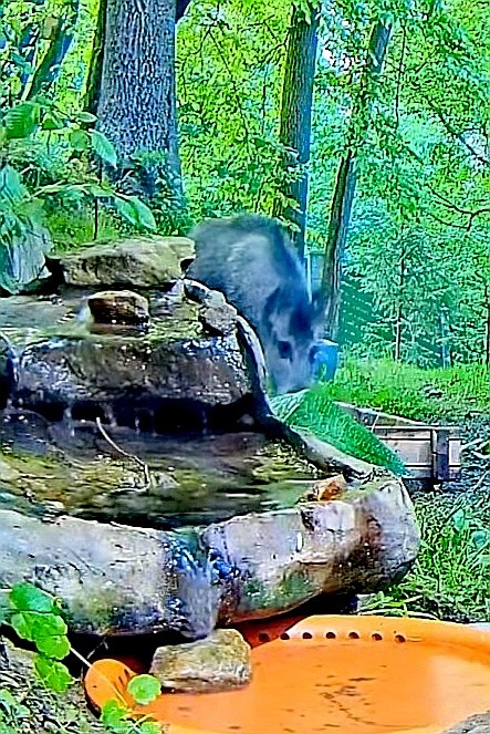 livebirdspoland_485583c871d520fde544cee53df2e22e.jpg