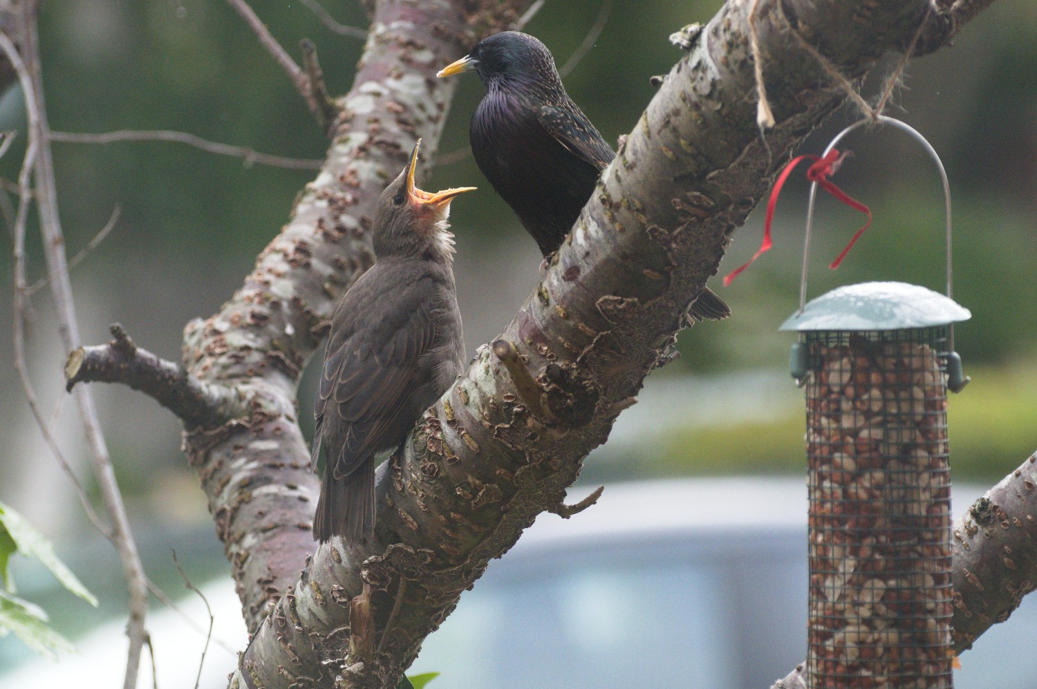 livebirdspoland_bf85f27cbe8f709318f5d7085d0d8909.jpg