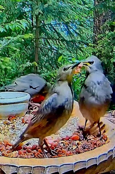 livebirdspoland_e5d695e91a30c3355fbd69a6f4d5f86f.jpg