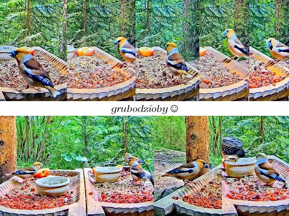 livebirdspoland_f026bf376dd7118a6adb2427565511d4.jpg
