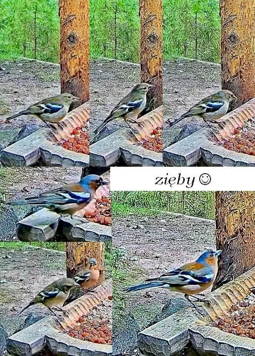 livebirdspoland_9a8f857fb8ba1dedfd9666e17b39dad2.jpg