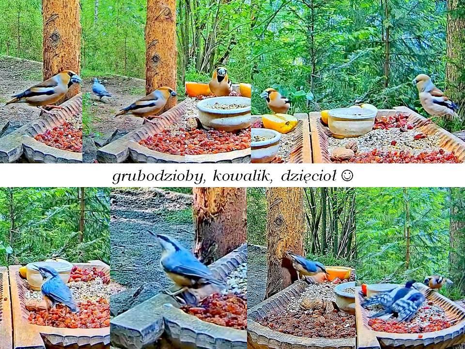 livebirdspoland_ad765d33ad1c50348b49396a2d641397.jpg