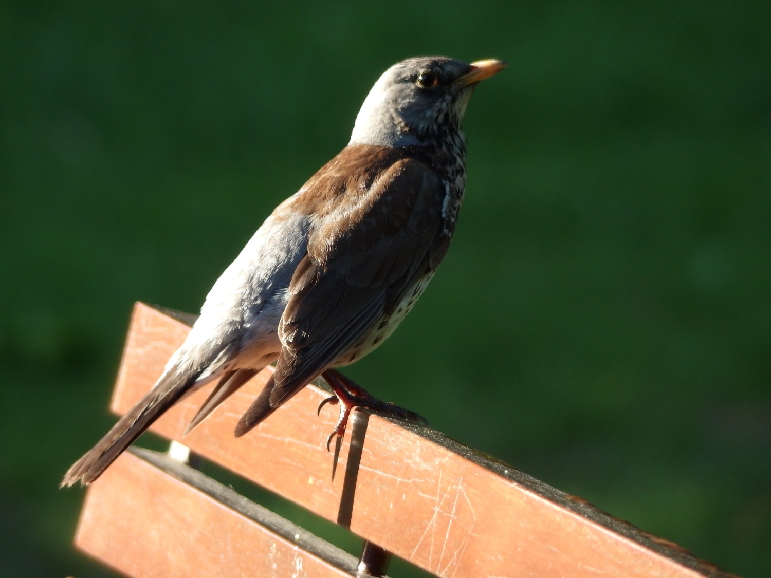 livebirdspoland_4b45cb1cf4c32ef290e689225ccc7124.jpg