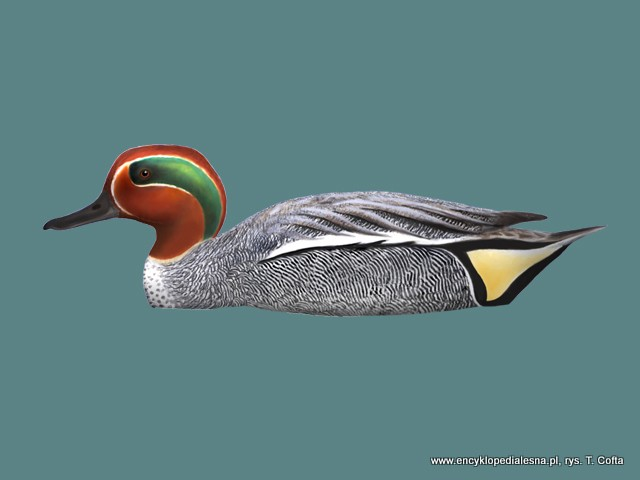 livebirdspoland_524c9a746adbfbea9ac22e1a93193b97.png