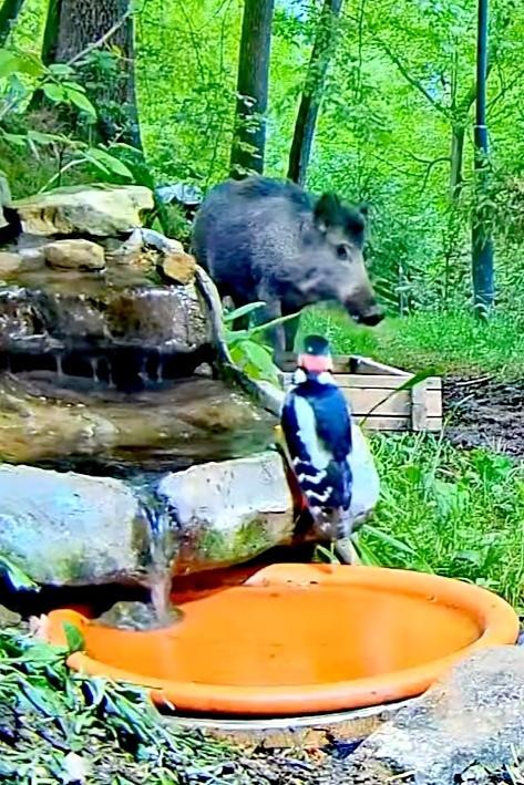 livebirdspoland_c1e7c3168f49fa993de67c8f3647c7c8.jpg