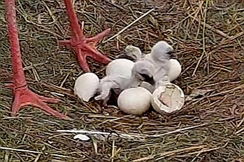 livebirdspoland_7f8a9347b3c87c222a32898819dbf926.jpg