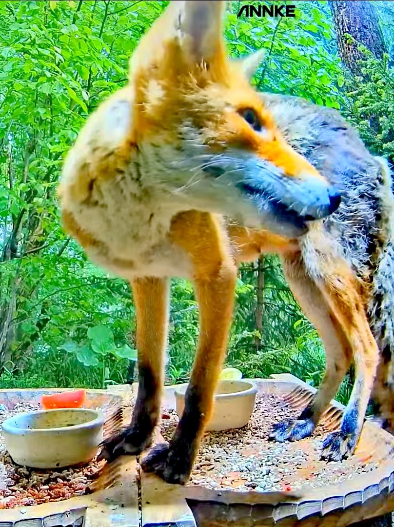 livebirdspoland_2aa1c9bdd9c7e769ee339e5e47fc9d55.jpg