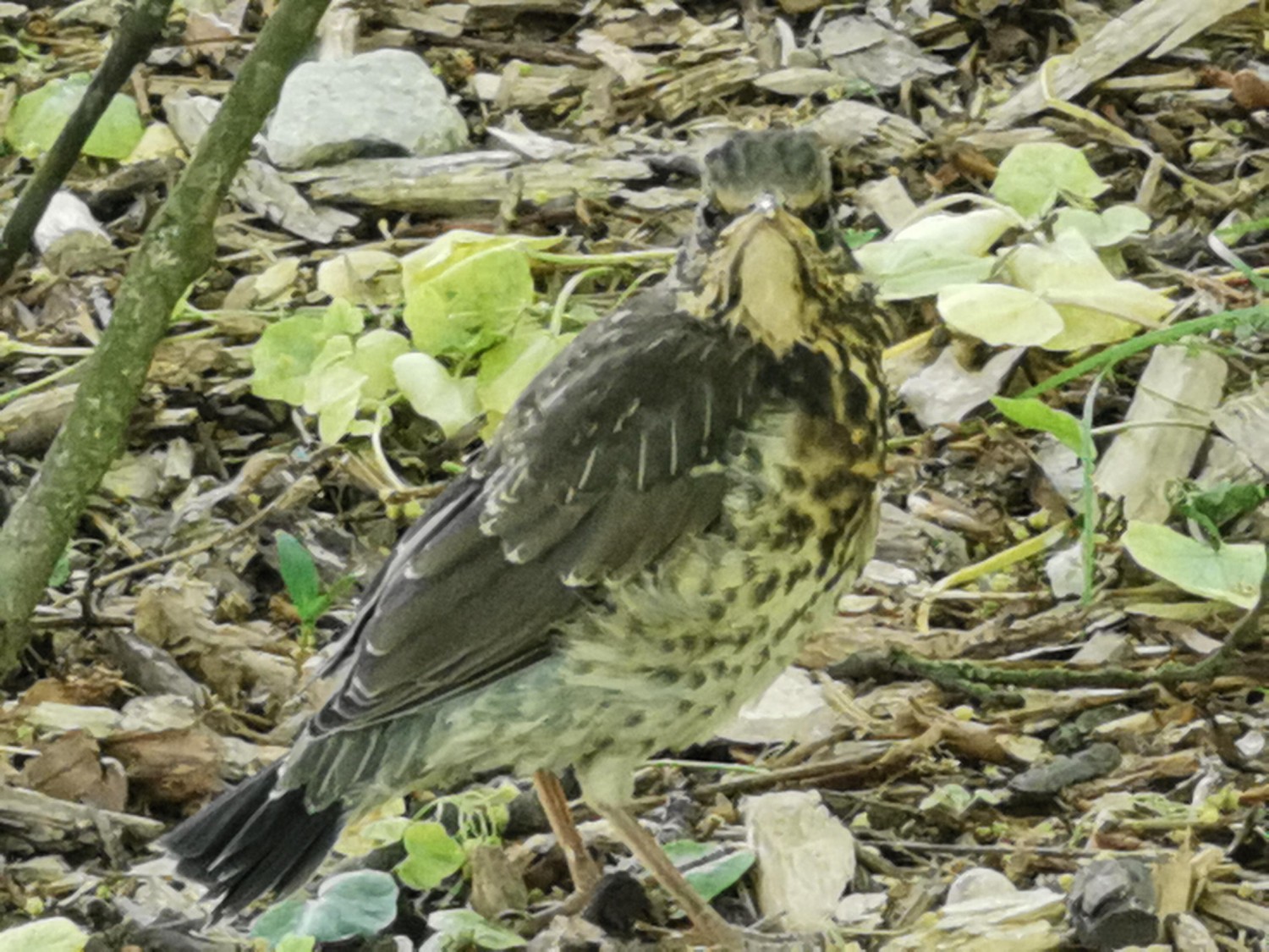 livebirdspoland_11491d250b8a7b3ec48ac83c9dce46cb.jpg