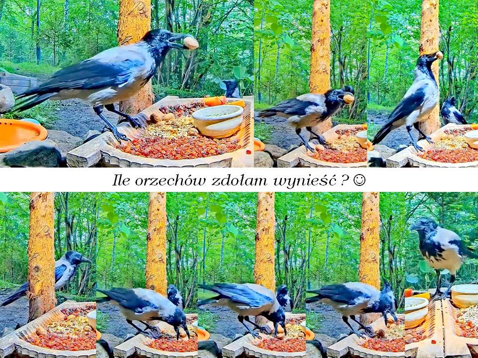 livebirdspoland_22427f50e5d3adac2de1b40305e3da3a.jpg