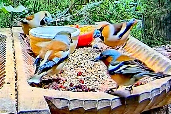 livebirdspoland_3a60550e1958837beac6da160f6074e1.jpg