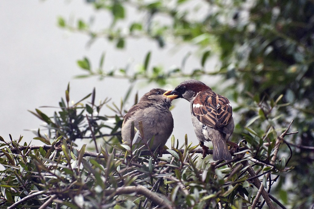 livebirdspoland_30fa0ea4aee56bbf9f603ba34d3e0031.jpg