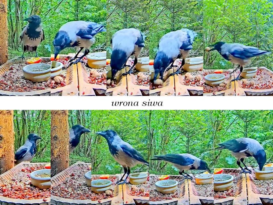 livebirdspoland_c0d902ca83d8dd2e0cba802201518b9a.jpg