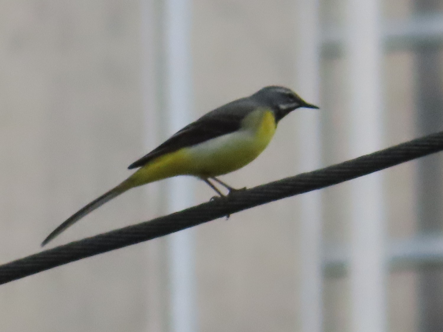 livebirdspoland_a163443f5ae146fc8447ff983e328e13.jpg