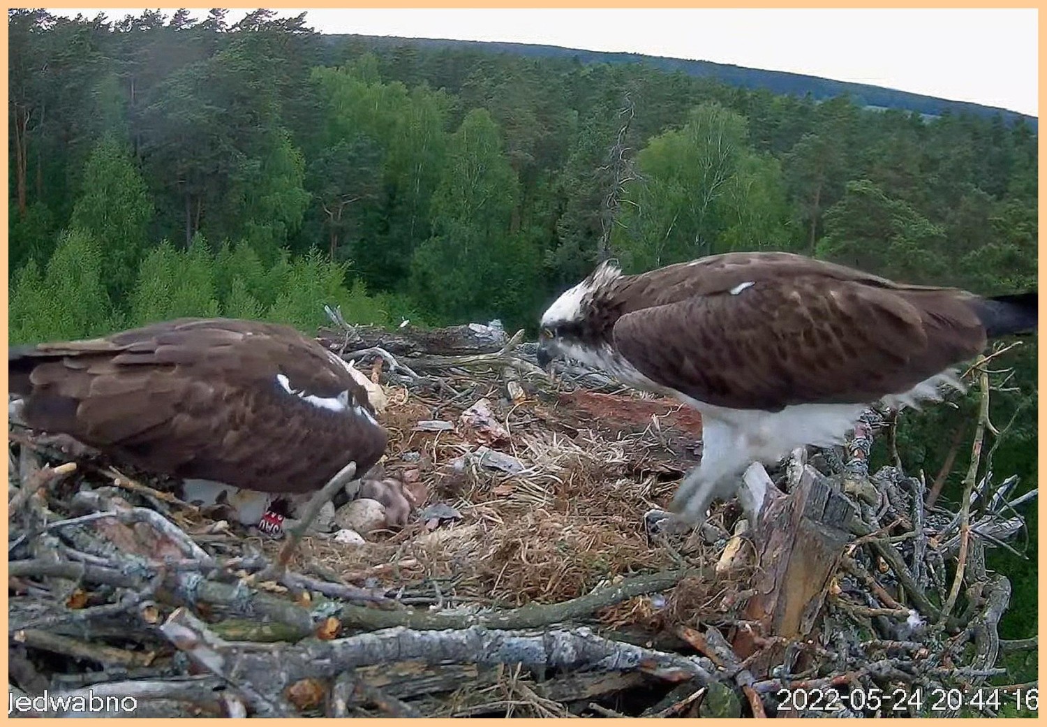 livebirdspoland_5da1fc48ee521ef30e9b63884cb5e0a7.jpg