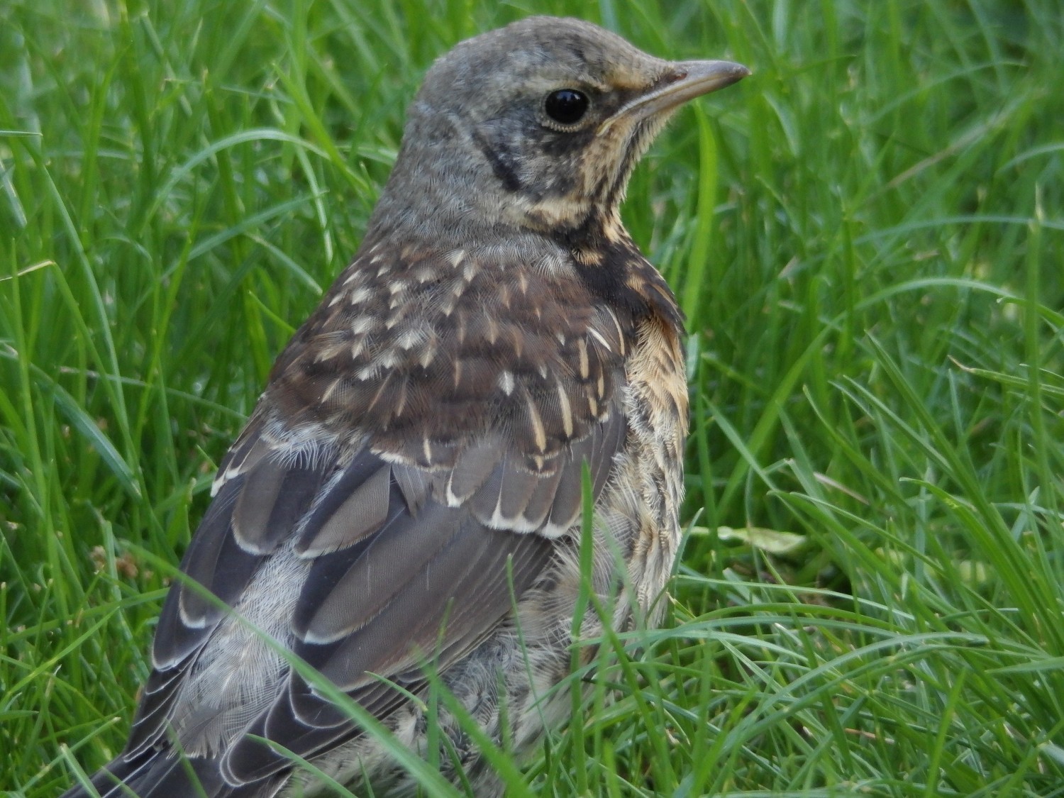 livebirdspoland_92a0f03875a0b056f51db11680a1a5d2.jpg